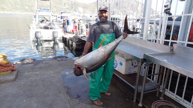 p (14).JPG - Thunfisch